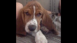 Basset Hound 3 month old puppy by Ceemoon the Basset Hound 5,505 views 3 years ago 1 minute, 18 seconds
