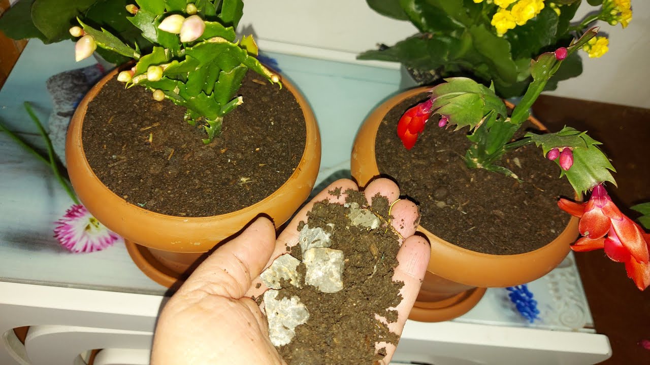 Yılbaşı Çiçeği Saksı Değişimi Yaparken Bu Toprağı Kullanıyorum Hem Açıyor Hem Çoşuyor SAKSI DEĞİŞİMİ