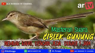 Masteran Suara Ciblek Gunung Nembak Panjang Durasi 1 Jam Dengan Jeda 100% Ampun Cepat Masuk.