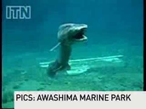 Prehistoric, Dinosaur-Era Shark With Insane Teeth Found Swimming Off Coast of Portugal