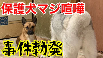 تحميل 犬 喧嘩 تحميل 犬 喧嘩