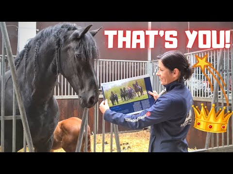 That's you Queen👑Uniek! And we catch a mouse | Friesian Horses
