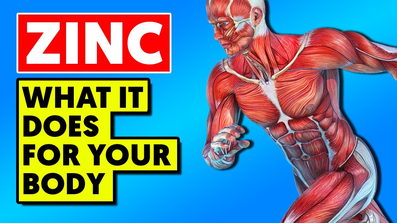 This Is What Zinc Does To Your Body And What To Eat For More YouTube This Is What Zinc Does To Your Body And What To Eat For More YouTube