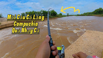 Mồi Câu Cá Lăng Campuchia Chưa Bao Giờ Làm Thất Vọng.Tập 2.
