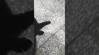 Ghar aaya naya mehmaan | Mummy ne paali billi | Cute Persian black cat |#Shorts