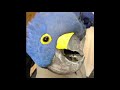 Funny parrots #3 - Забавные попугаи, приколы с попугаями (Coub, TikTok)