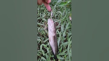 câu lure cá sắt orichi tiếp tục ghi bàn #video #shorts #caulure