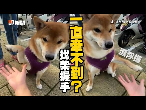 潔癖柴犬跟人握手 「漂浮牽」敷衍應付｜狗｜寵物｜動物｜精選影片