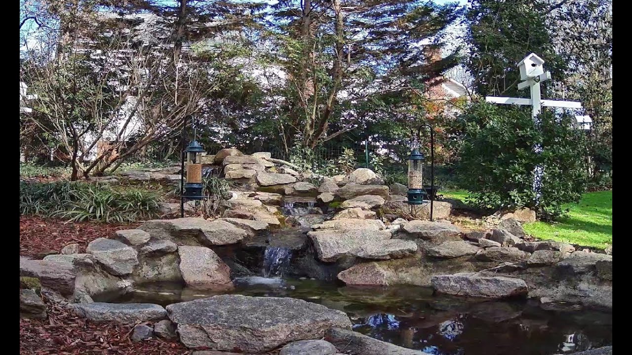 LIVE North Carolina Bird Feeder Cam ☀️ | 37° Winter Night • Pond & Nature Sounds