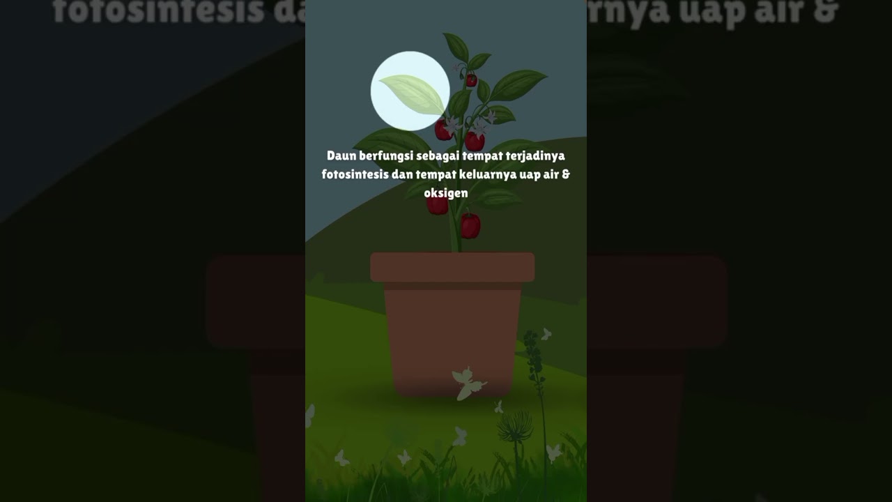 Mengenal Bagian bagian tubuh tumbuhan dan fungsinya