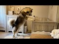 Giant Husky Tries To Save Baby From Cat!! (Cutest Ever!!)