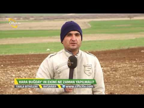 Video: Karabuğday Nasıl çimlenir