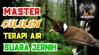 Masteran Cililin Gacor Full 2 Jam Non Stop Dengan Terapi Air