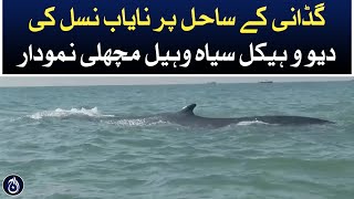 A rare breed of black whale appeared on the coast of Gadani | Aaj News