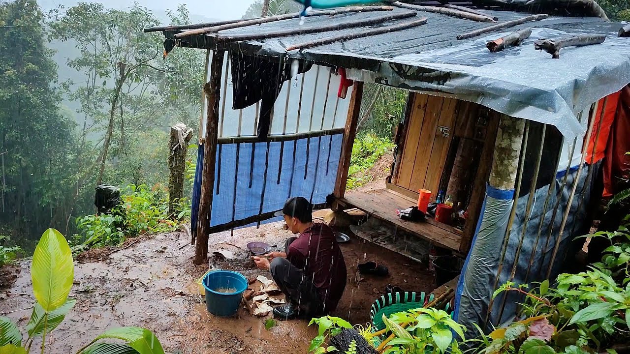 Hujan Deras 🌧️ Setiap Hari - Tinggal Di pondok Kecil Didalam Hutan - Mengurus Tanaman Kopi