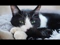 【まったり】5月だし猫をのんびり見ましょう
