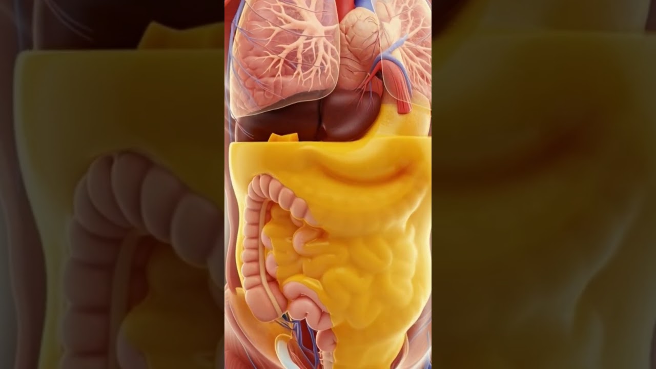 স্বাস্থ্য (Health)অ্যানাটমি (Anatomy)কমলা (Orange)পুষ্টি (Nutrition)মানবদেহ (Human