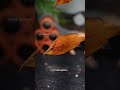 This Leaf Is a Predator 😨 Could you believe that ?