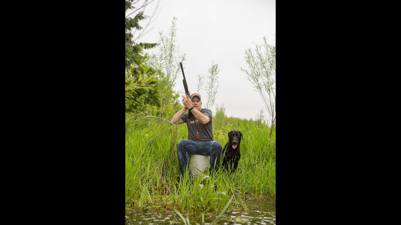 Gunfire Introduction for Your Retriever