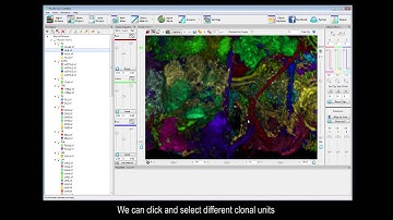 FluoRender Drosophila atlas volume rendering with multiple channels
