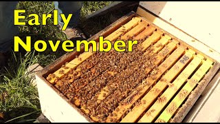 Early November Beekeeping
