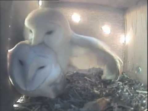Barn Owls Mating Youtube