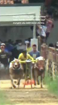 story WA kerapan sapi versi anak selor