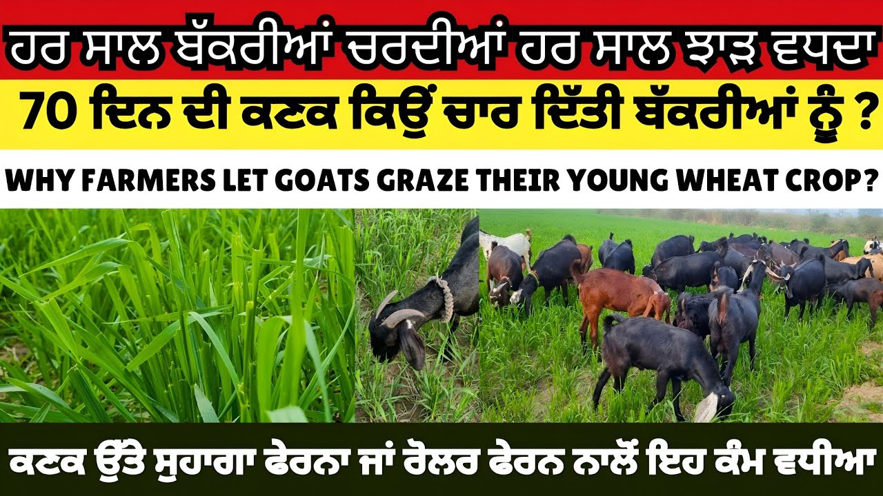 Goats grazing 70 days old wheat 🌾? 70 ਦਿਨਾਂ ਦੀ ਕਣਕ ਕਿਉਂ ਚਾਰੀ ਜਾ ਰਹੀ ਬੱਕਰੀਆਂ ਨੂੰ?
