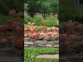 video5359381941386764355 #музыка #музыка #покажимнелюбовь #покажимнелюбовь #люблю #люблю #любим