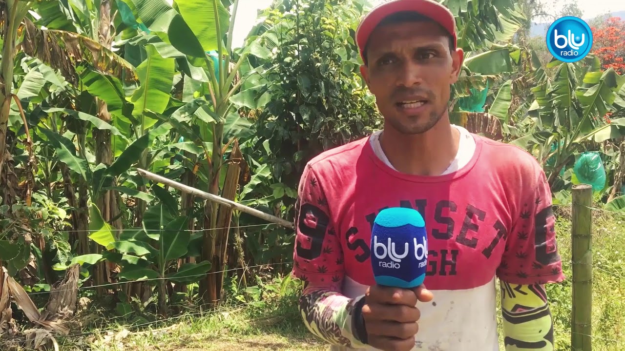 noticias de puerto rico Recogiendo café con las uñas: Necesidad de campesinos recolectores a un alto costo - Blu Radio