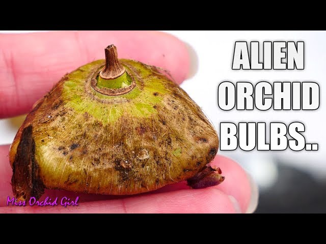 Potting true Orchid bulbs! - Spathoglottis terrestrial Orchid - YouTube