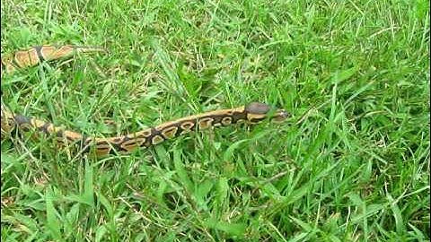 Baby ball python slithering in grass