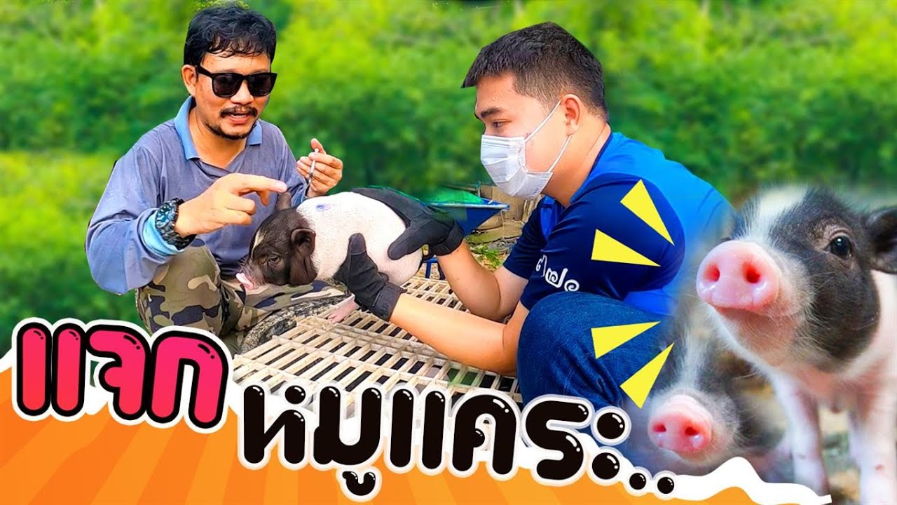 แจก พ่อแม่พันธุ์หมูแคระ สร้างอาชีพ ..จับฉีดยาทั้งฟาร์ม | หมู จิ๋ว ... แจก พ่อแม่พันธุ์หมูแคระ สร้างอาชีพ ..จับฉีดยาทั้งฟาร์ม | หมู จิ๋ว ...