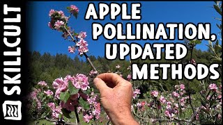 How I Make New Apple Varieties, Simple Pollination Method Anyone Can Do