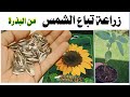 زراعة دوار الشمس في المنزل بطريقتين مع بذرة 