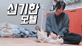 먹을 걸 계속주는(!?) 울릉도 모텔에서 두근두근 길냥이 간택