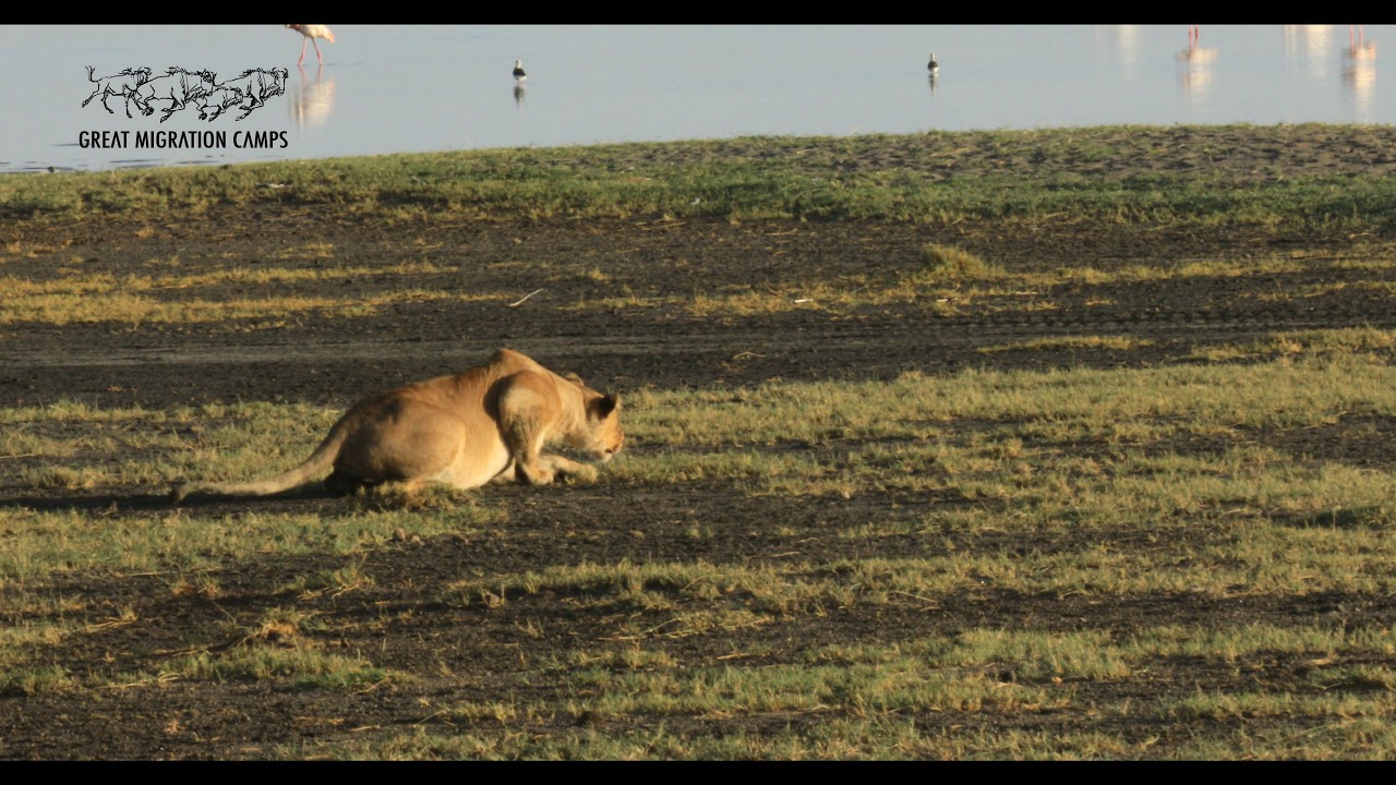 ndutu-lion-wildebeest-stampede-4k-youtube