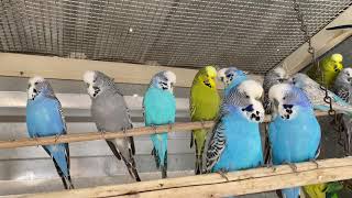 Budgies Mixed Males And Female Show Qualities انواع طيور الحب فحل ونثية