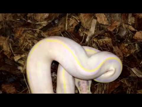 Ball Python Clutch #1:  Ivory X YB
