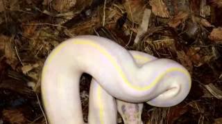Ball Python Clutch #1:  Ivory X YB Net Worth