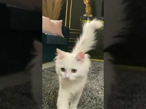 القط الشيرازي الأصلي