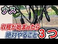【ナス】やらないと育ちません。収穫が始まったら絶対コレしてください！！