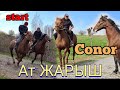 старт Ат жарыш ДАГЫ болду 😱 конор  шумдук аттар чыкты 👍Питомникте