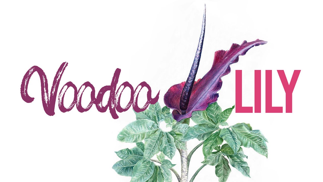 Voodoo Lily