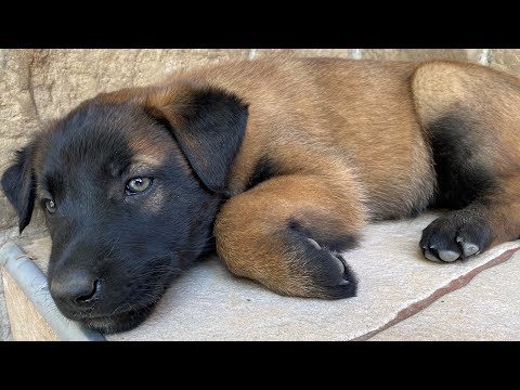 Video: Basschshund