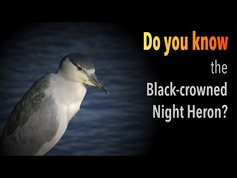 Black-crowned Night Heron Trivia: Test Your Knowledge