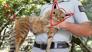 New Fox-Cat breed discovered by Jason Charles 599 views 4 years ago 2 minutes, 33 seconds