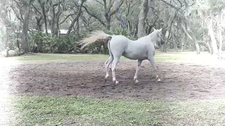 Nancy Slater Natural Horsemanship