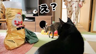 【サプライズ】サンタさんがやってきた！猫もママも大喜びのクリスマス♪