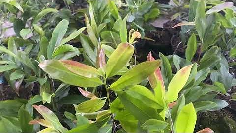 Cúc thọ hương 220k/cặp,bao ship,0397142252